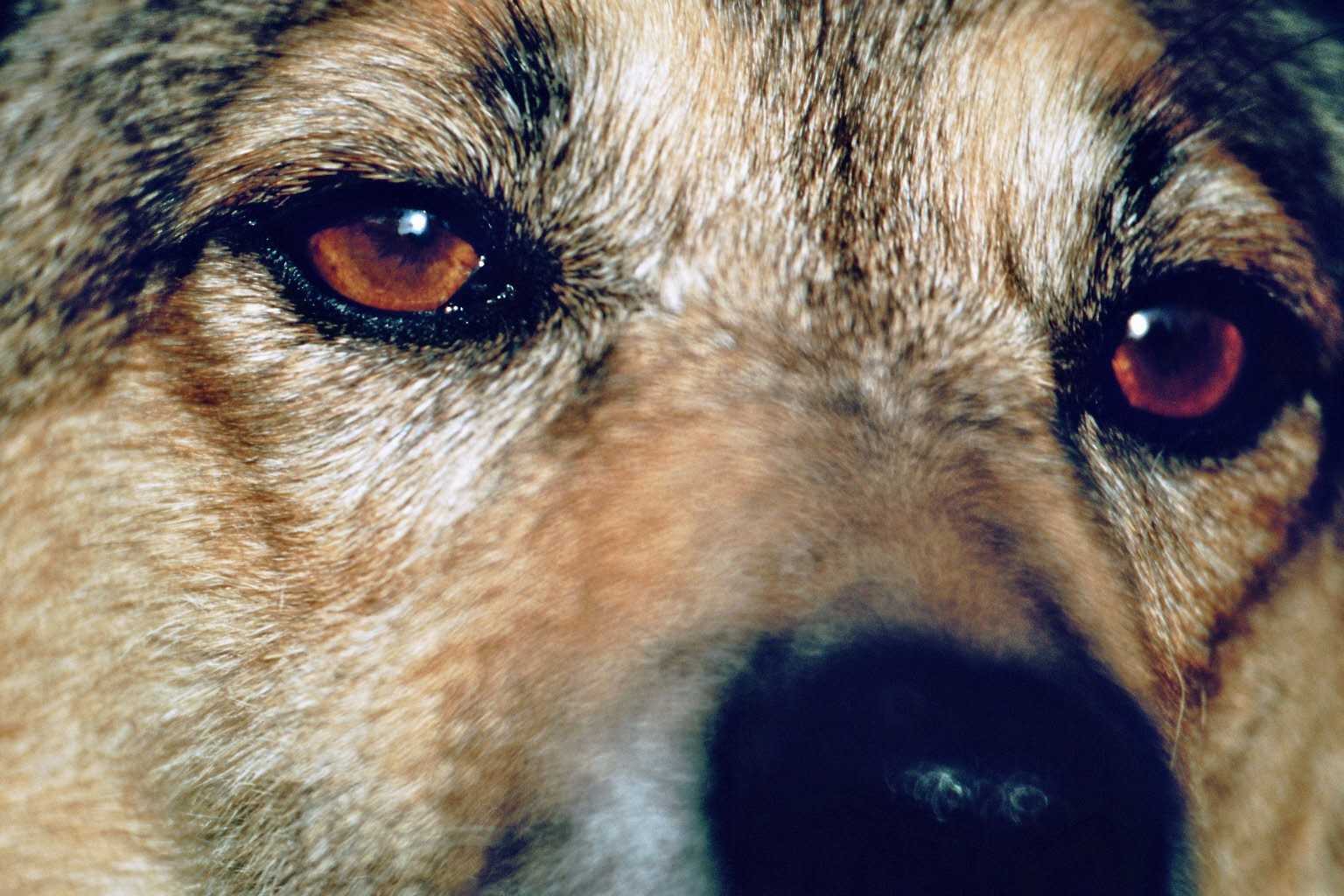 Pauline Abenteuer Hunde